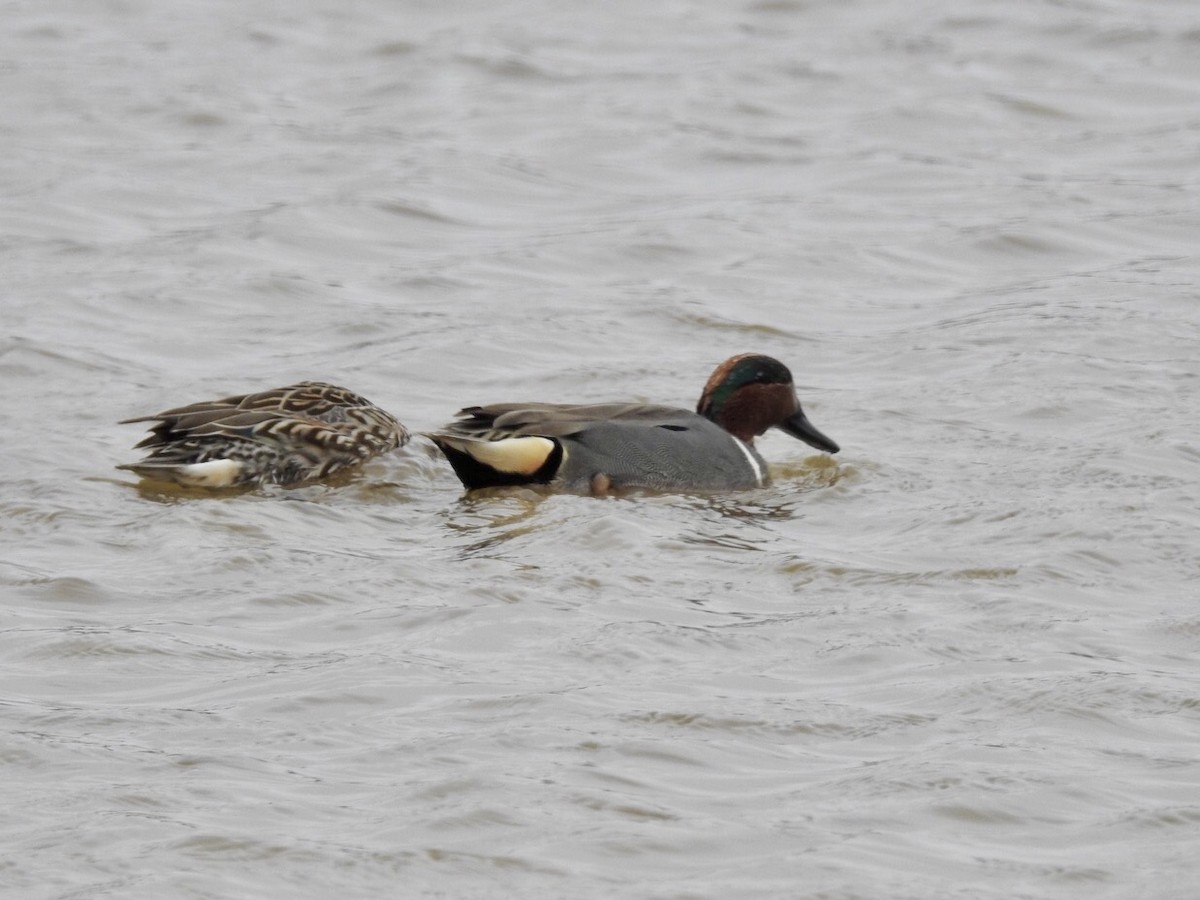 Green-winged Teal - ML419453851