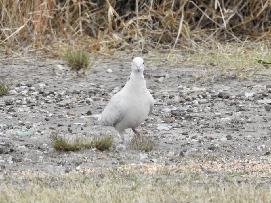 Eurasian Collared-Dove - ML419453901