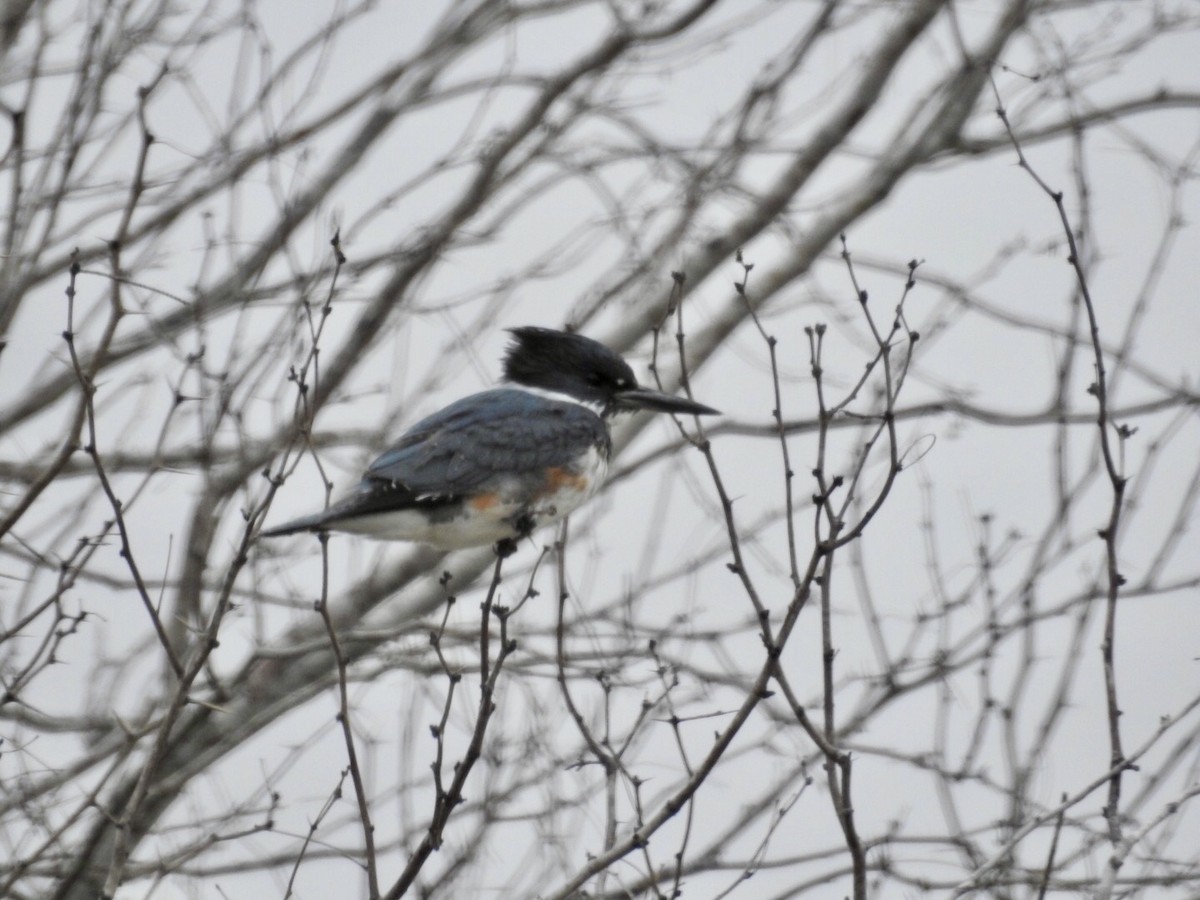 Belted Kingfisher - ML419454051
