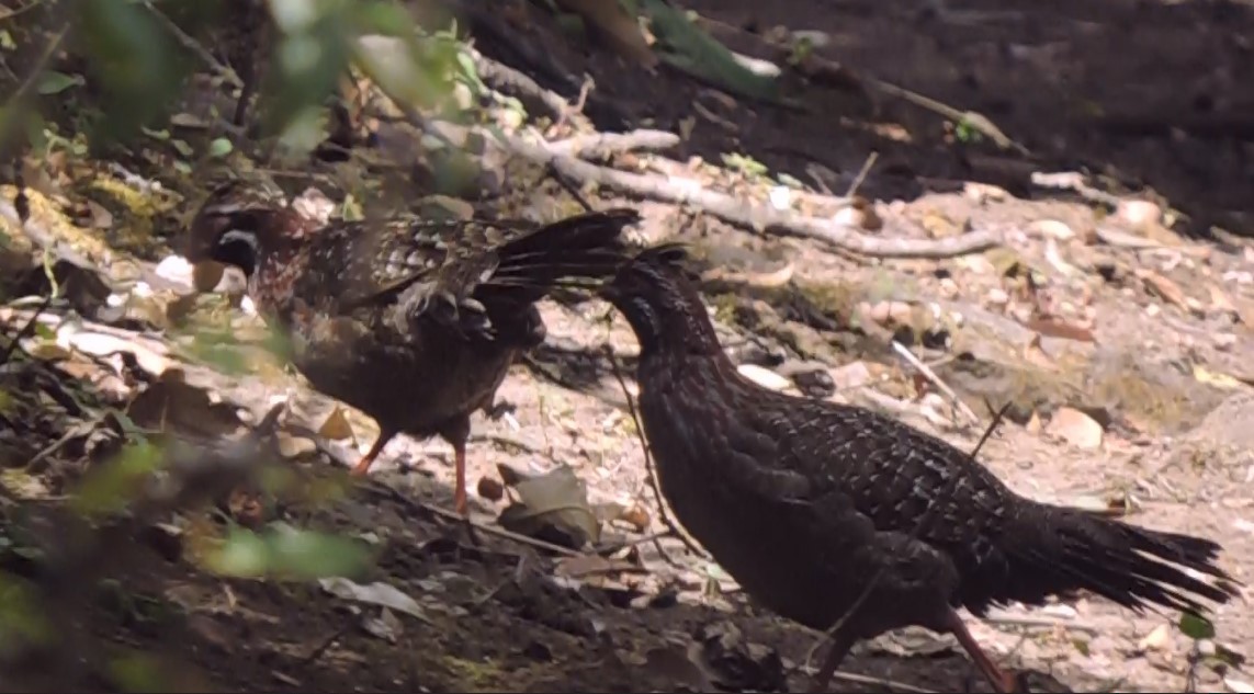 Long-tailed Wood-Partridge - Jorge Luis García Velasco