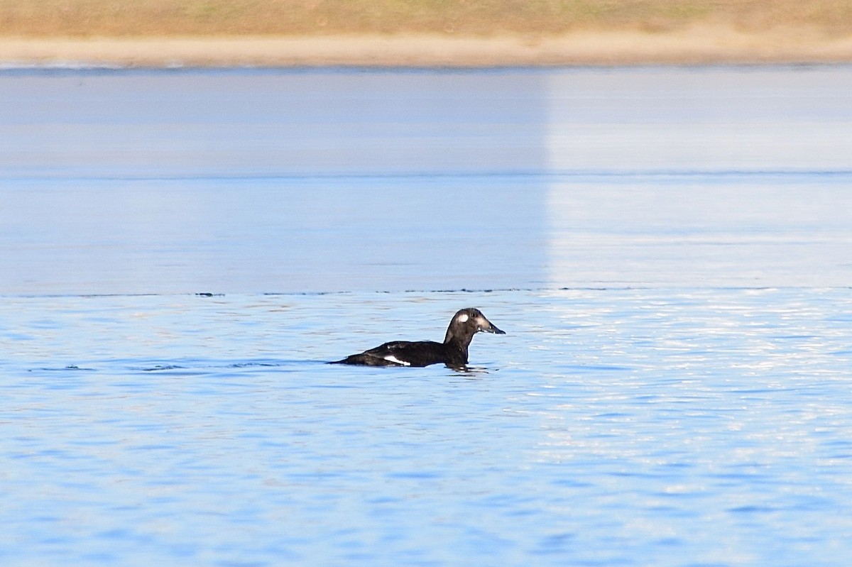 White-winged Scoter - ML41945641