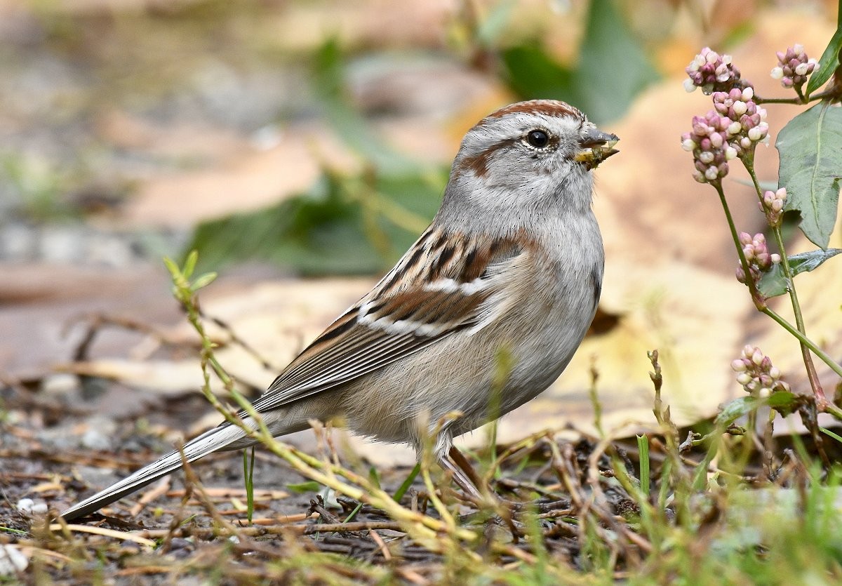 American Tree Sparrow - ML419456451