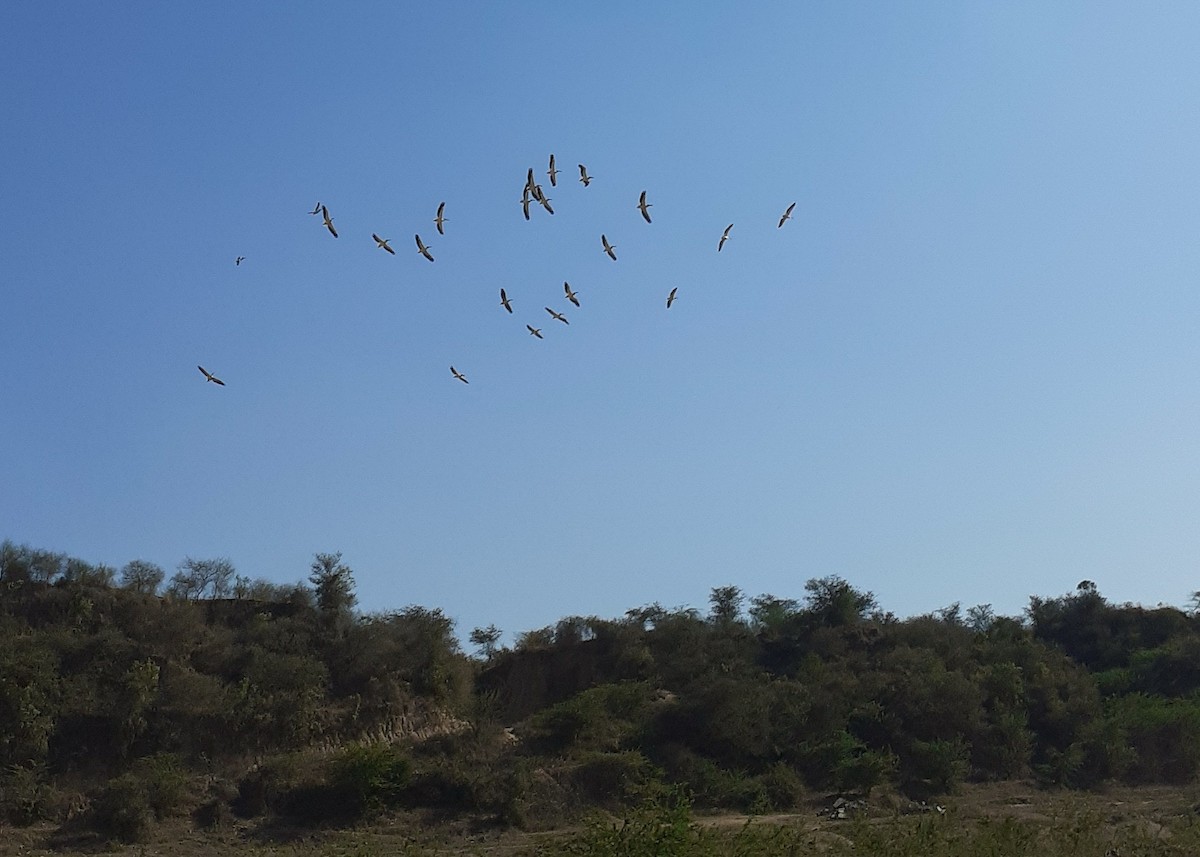 שקנאי מצוי - ML419458301