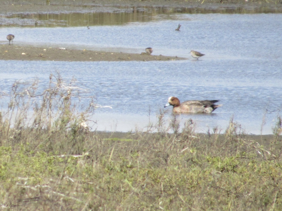 Eurasian Wigeon - ML419462701