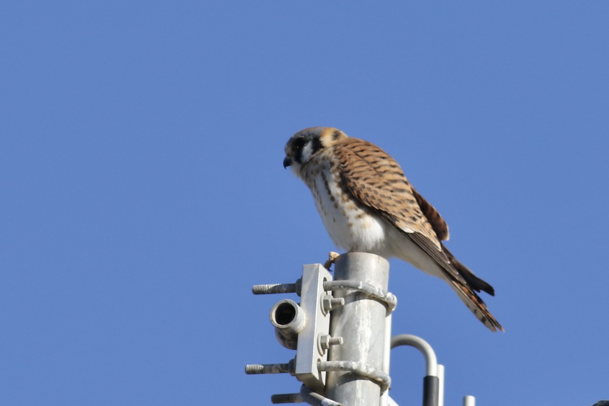 American Kestrel - ML419464301