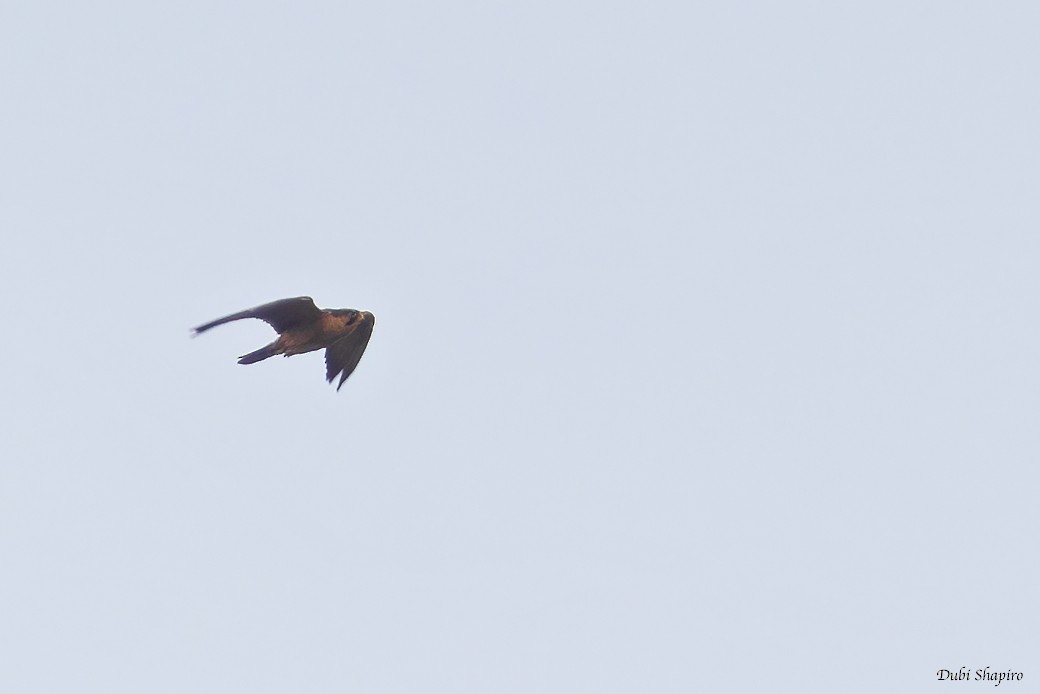 Taita Falcon - ML419464601