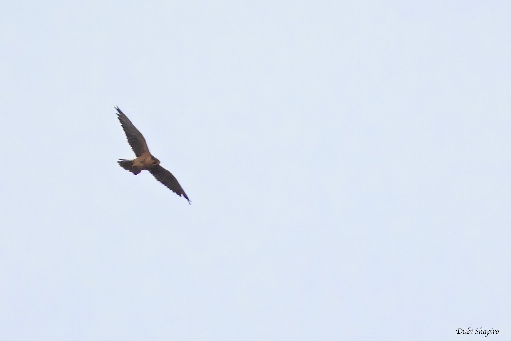 Taita Falcon - ML419464611