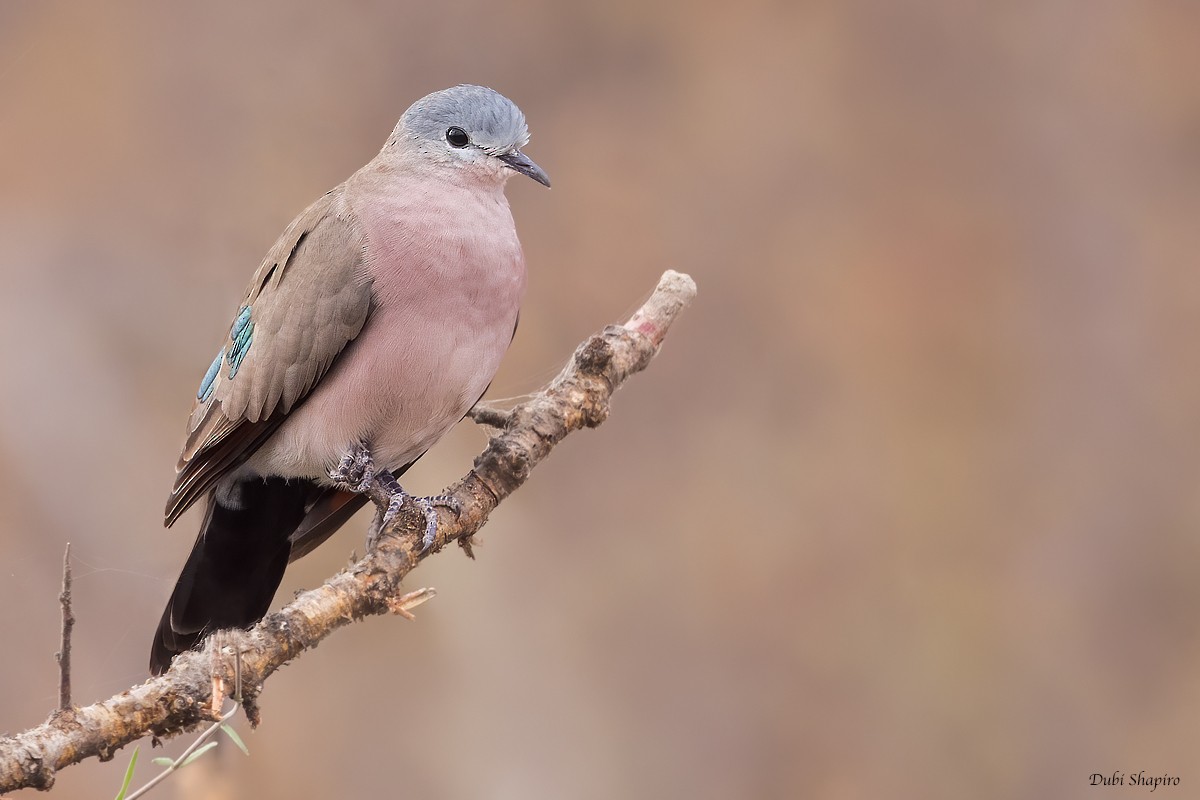 Palomita Aliverde - ML419465591