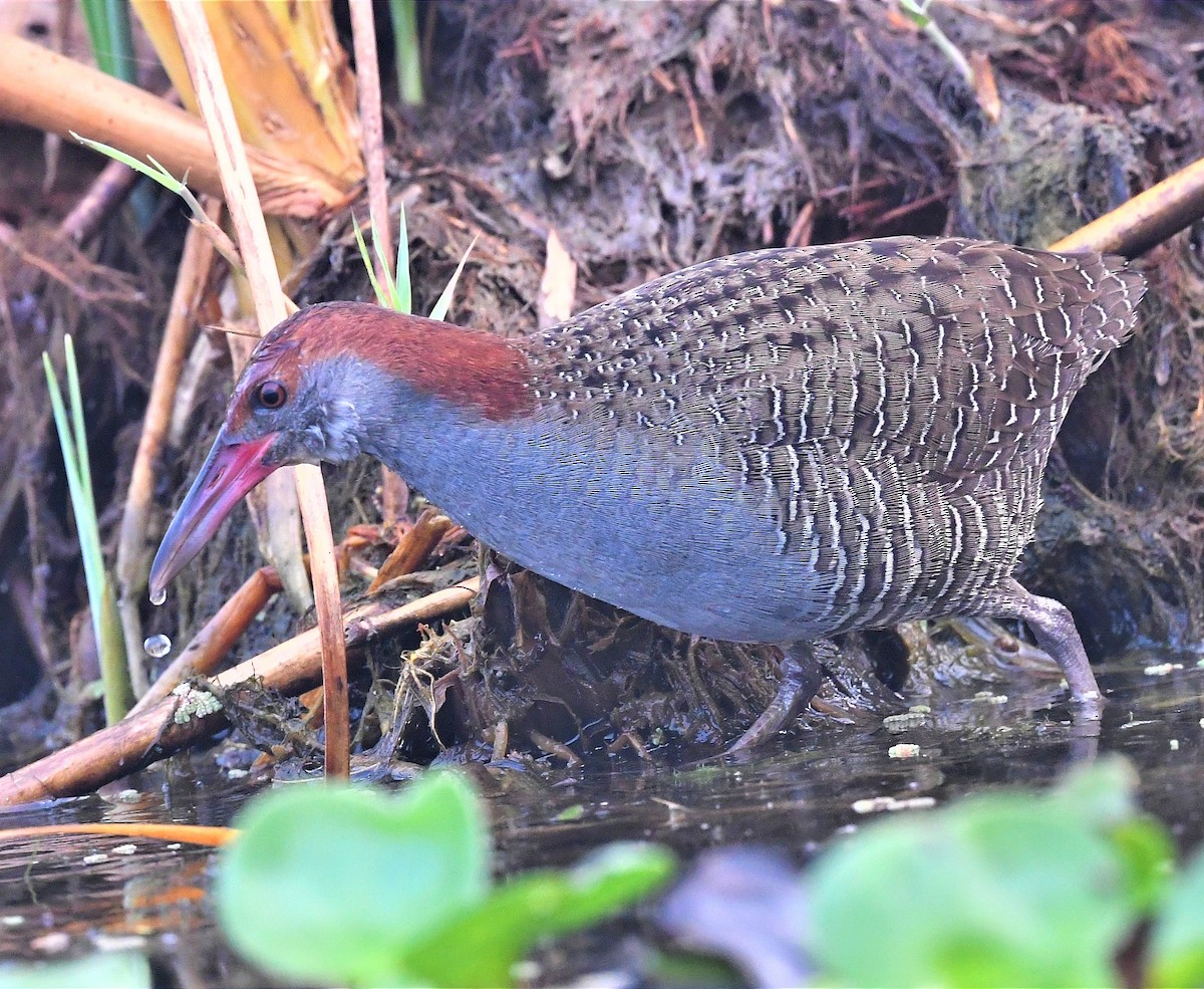 Slaty-breasted Rail - ML419466341