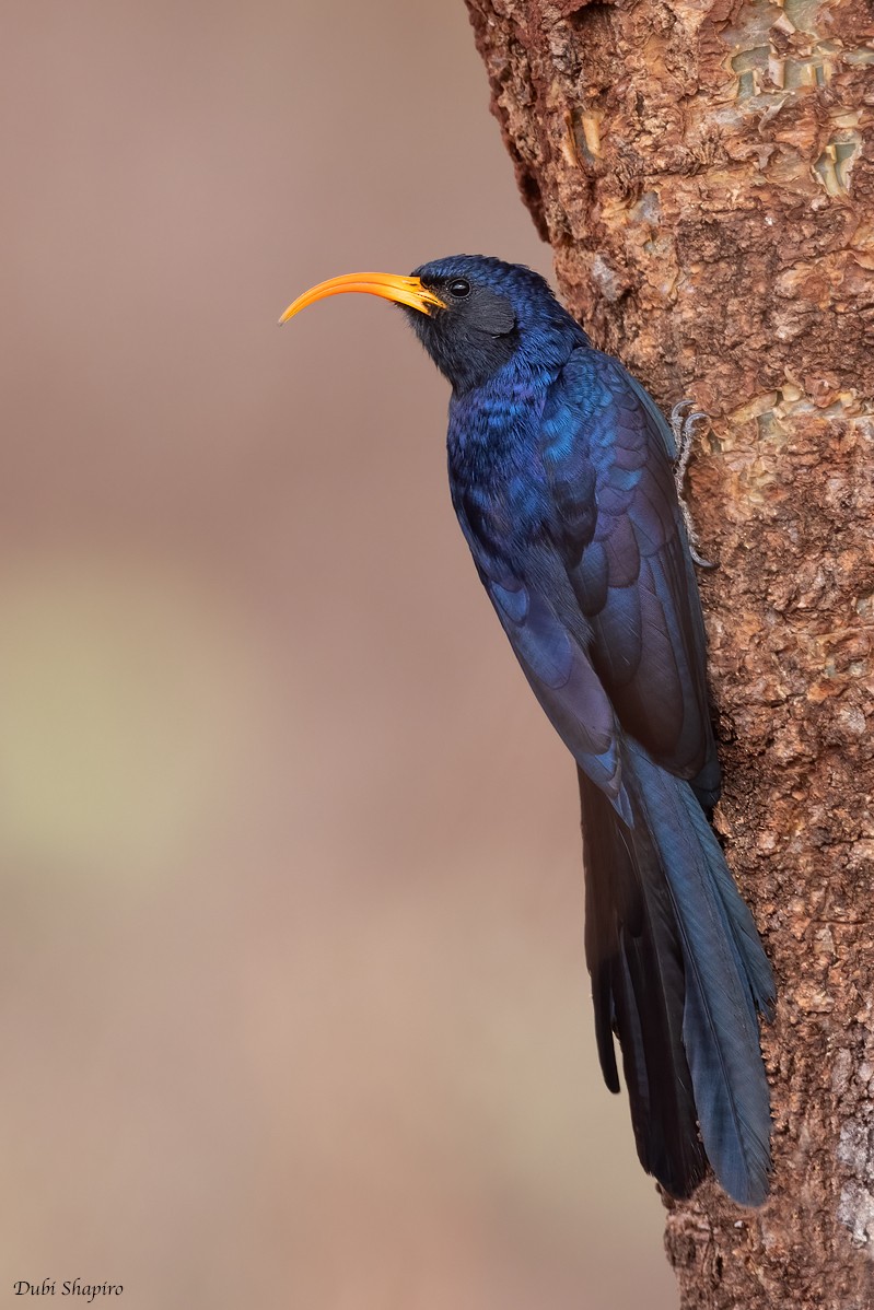 Abyssinian Scimitarbill - ML419467301