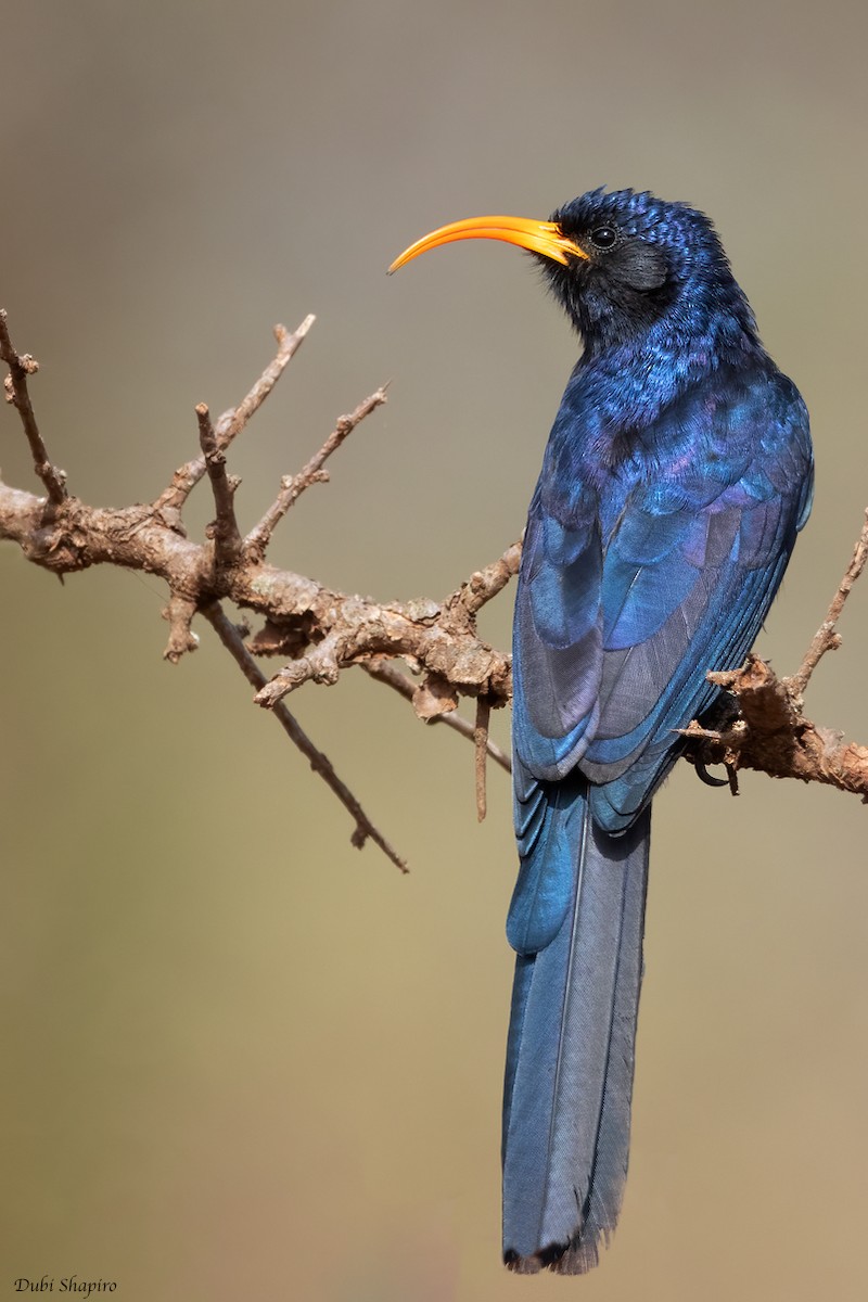 Abyssinian Scimitarbill - Dubi Shapiro