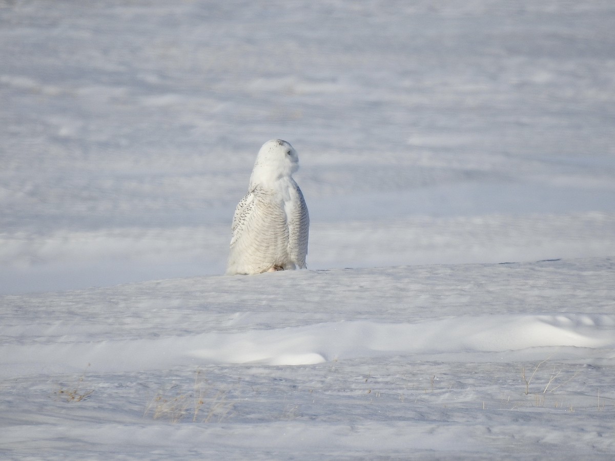 Snowy Owl - ML419468021