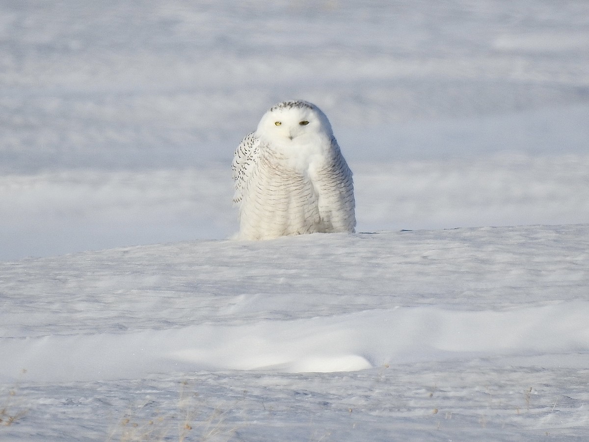 Snowy Owl - ML419468191