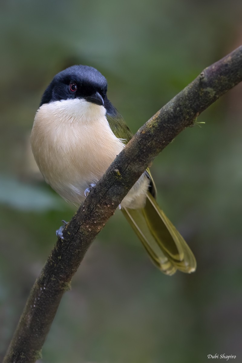 Black-fronted Bushshrike - ML419468781