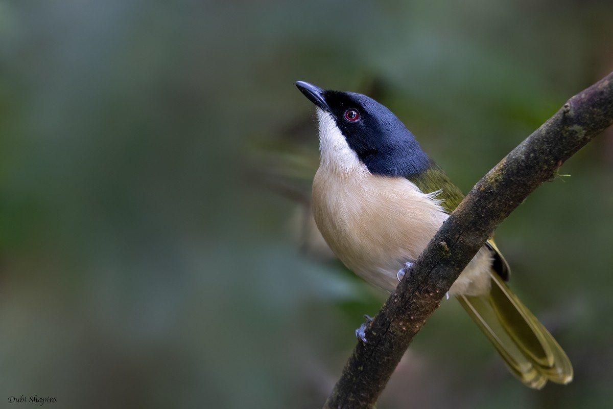 Black-fronted Bushshrike - ML419468791