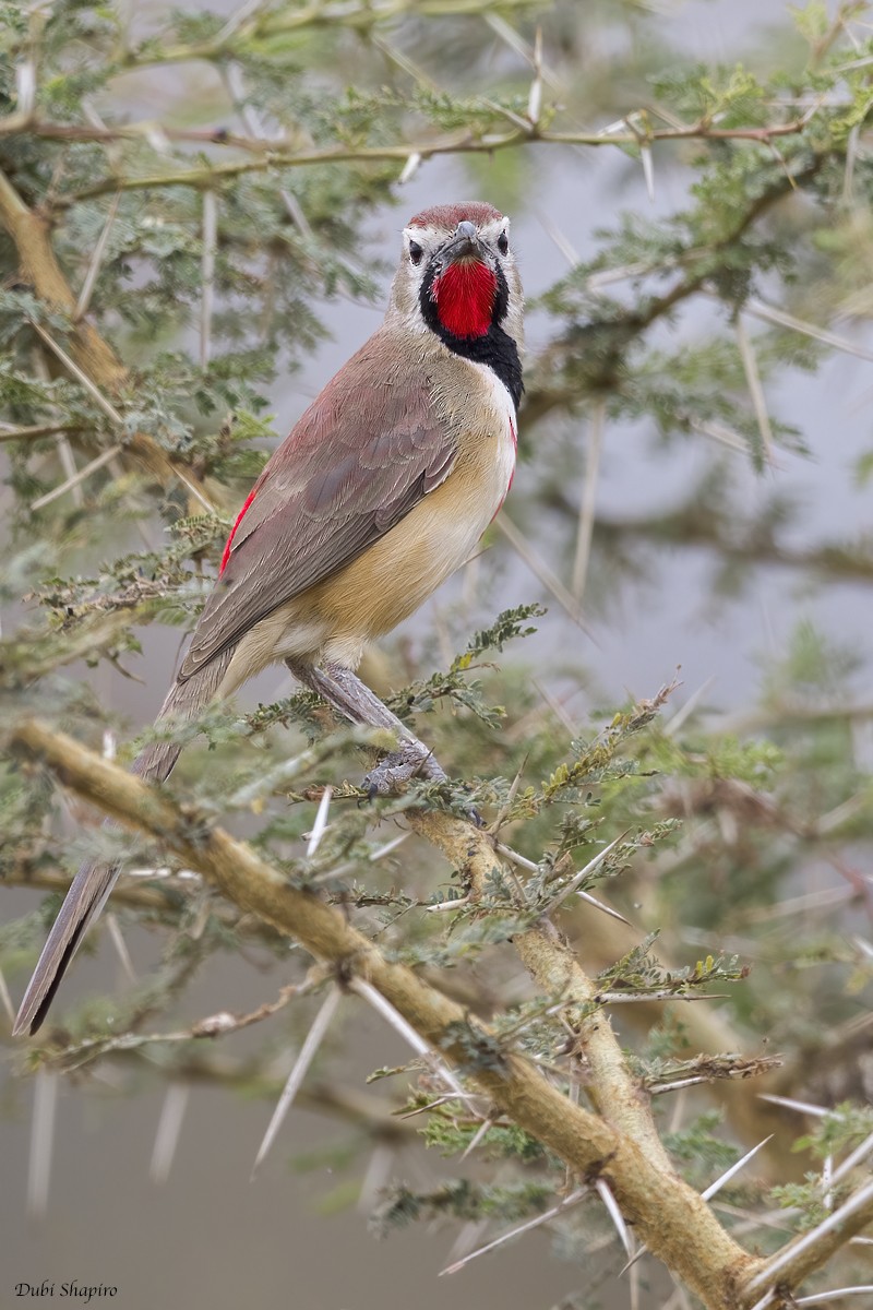 Rosy-patched Bushshrike - ML419468931