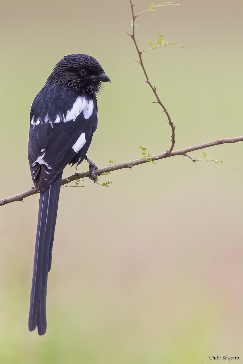 Magpie Shrike - ML419469101