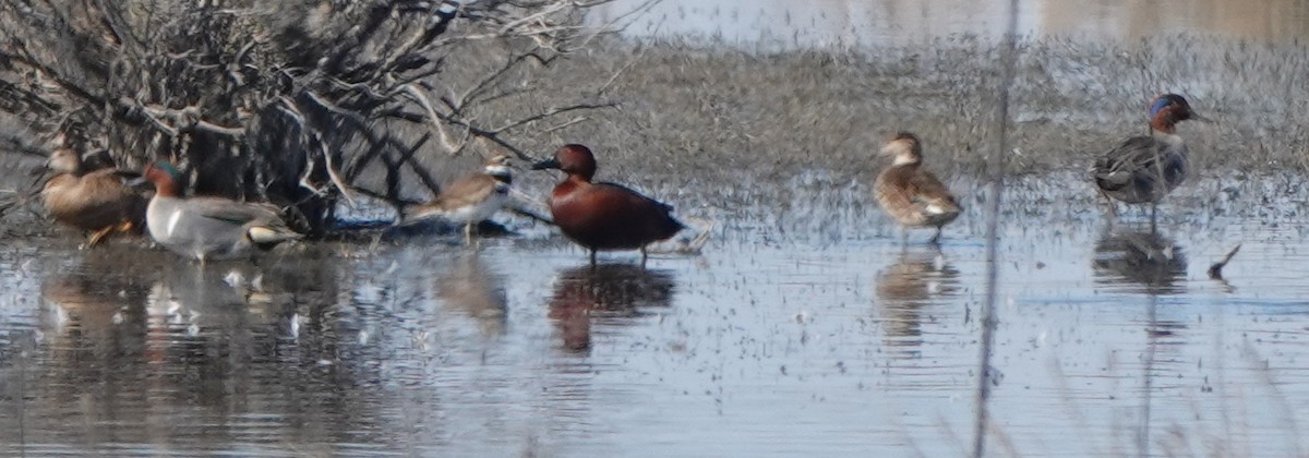 Green-winged Teal - ML419471011