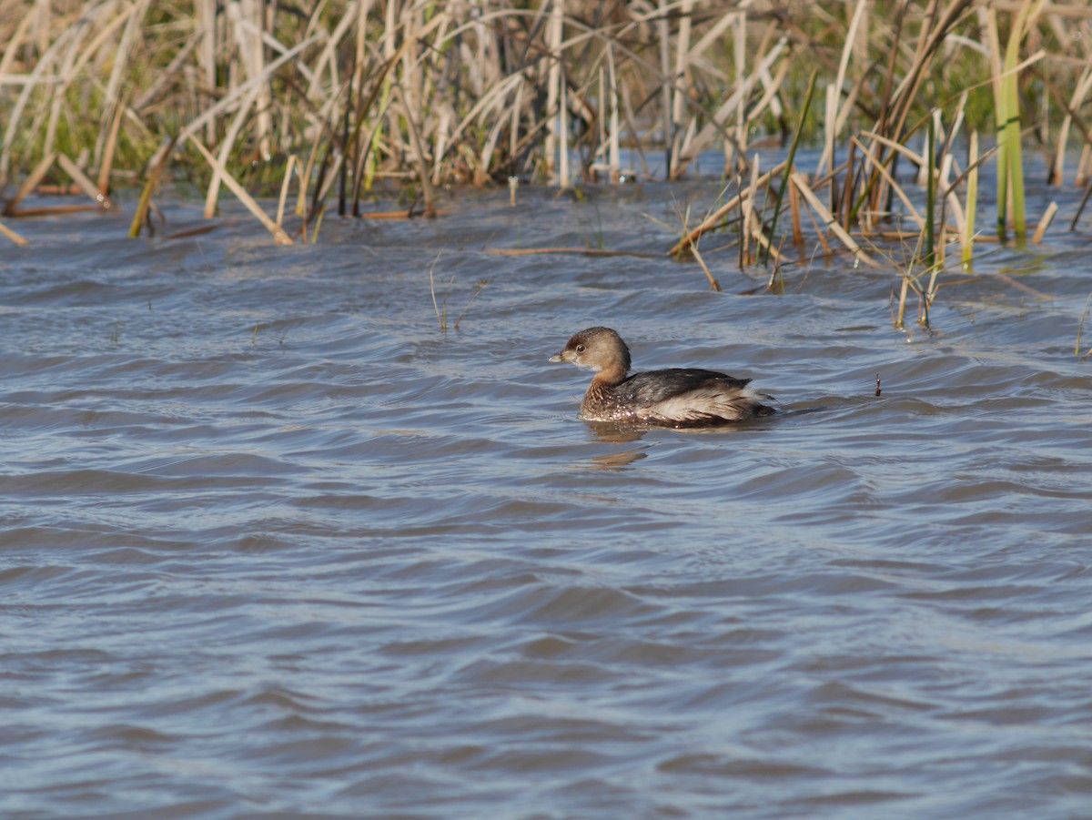 Pied-billed Grebe - ML419473061