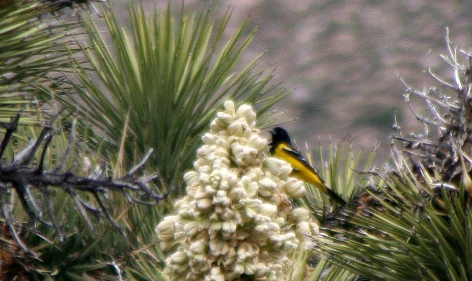 Scott's Oriole - ML419475911