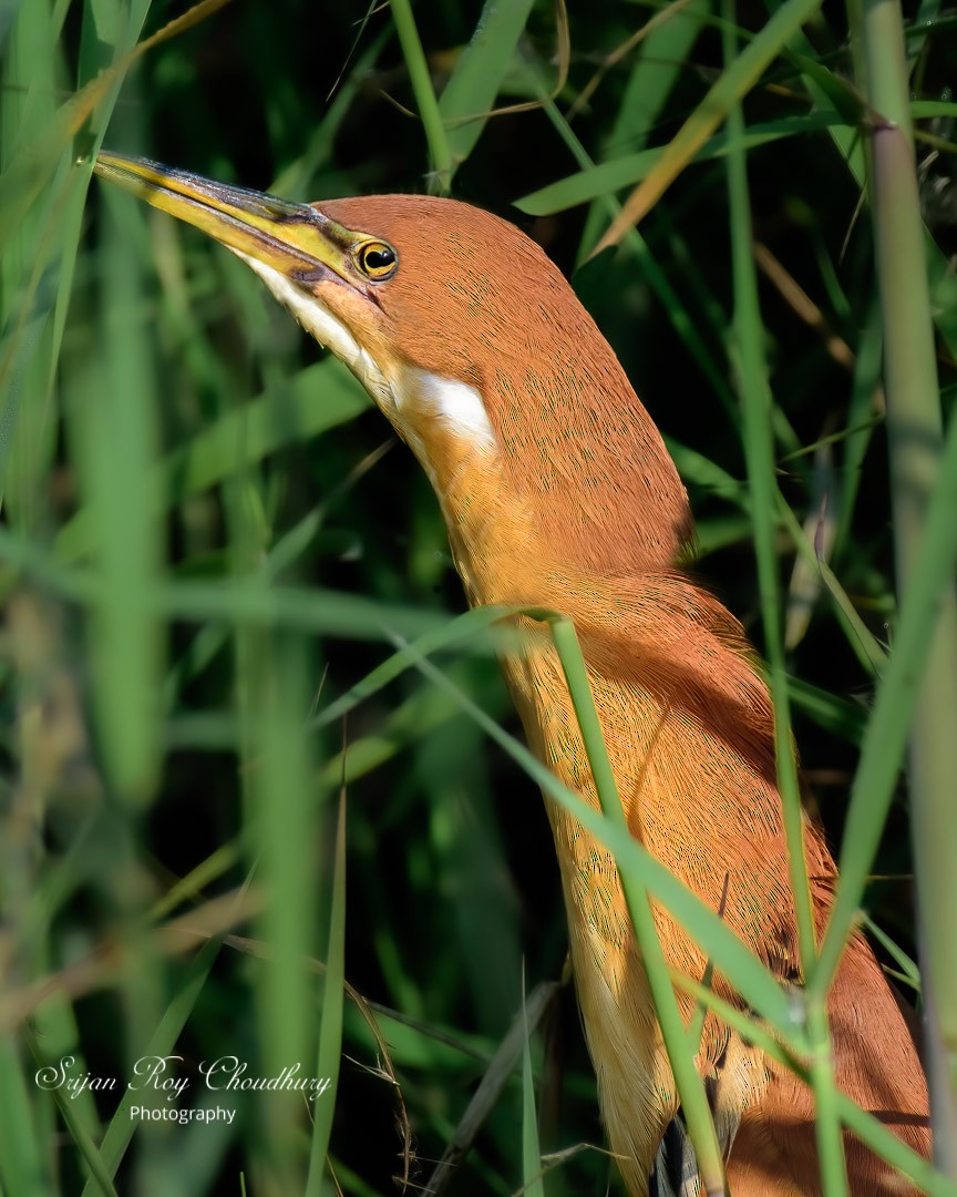 Cinnamon Bittern - Srijan Roy Choudhury