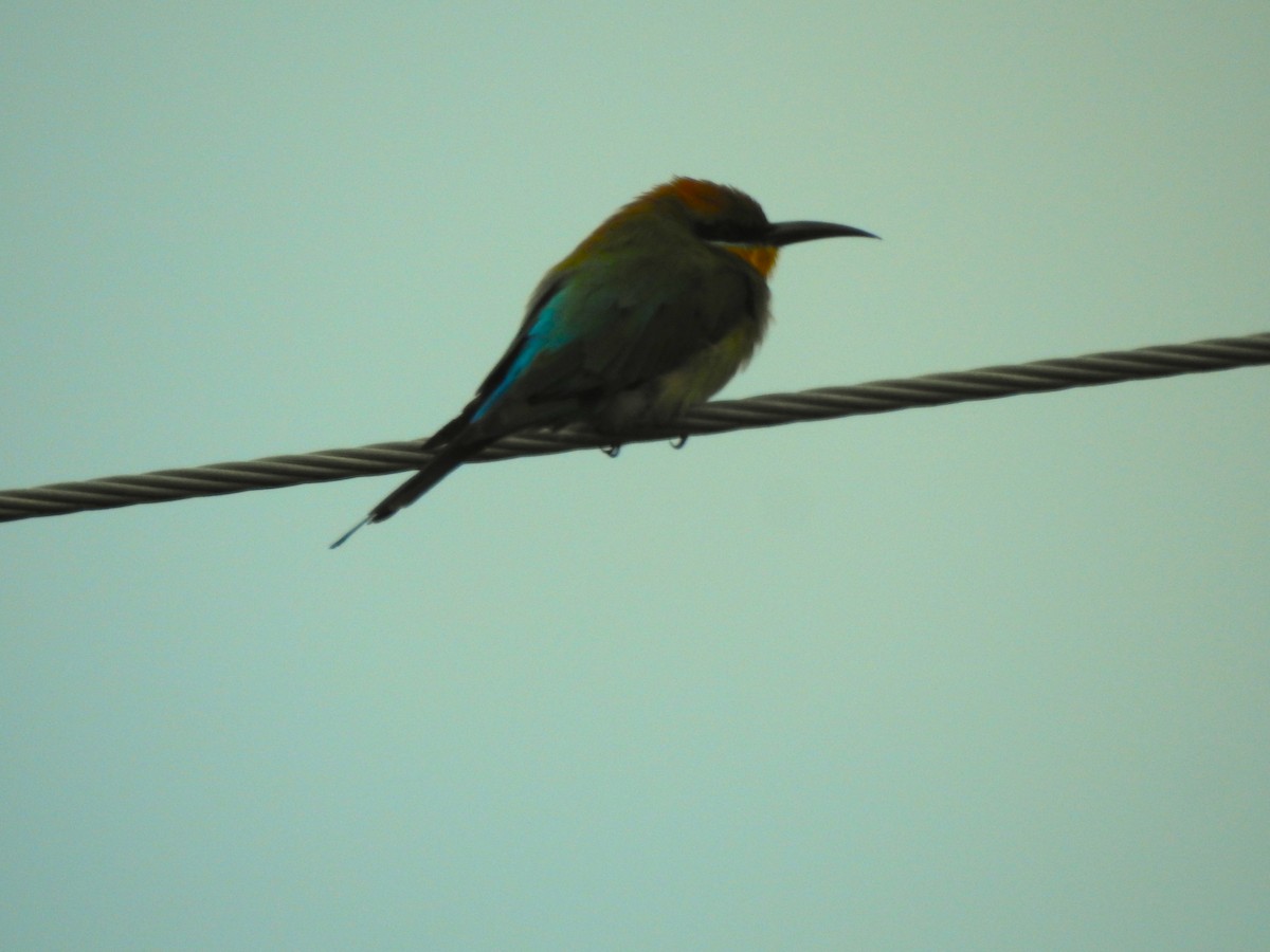 Rainbow Bee-eater - ML419478701