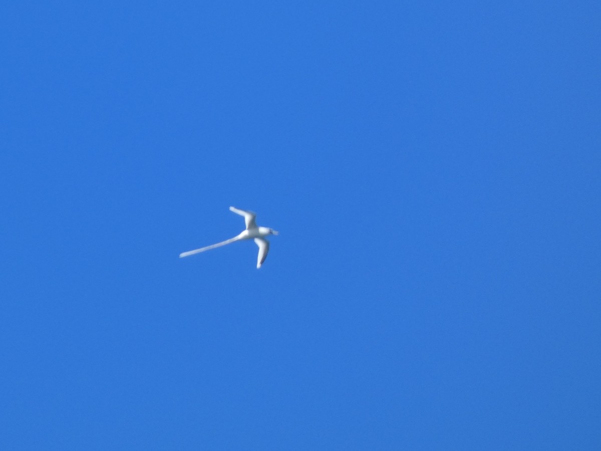 White-tailed Tropicbird - ML419479131