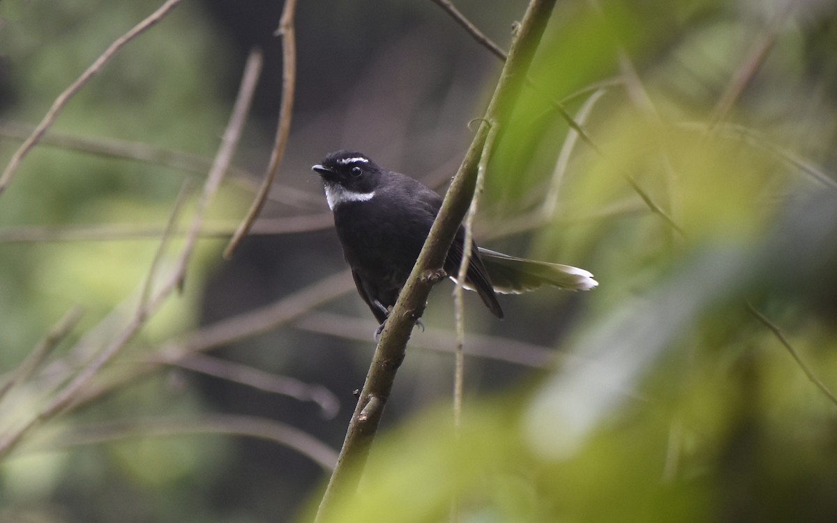 White-throated Fantail - ML419480061
