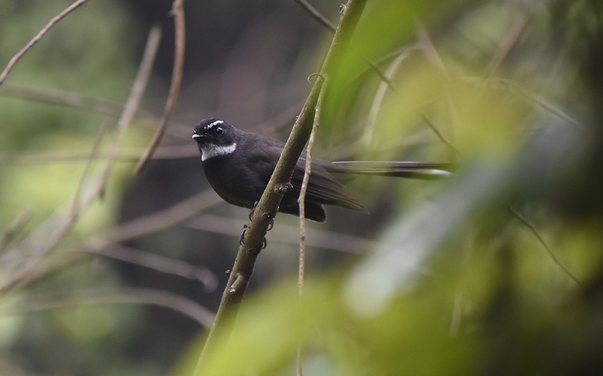 White-throated Fantail - ML419480141