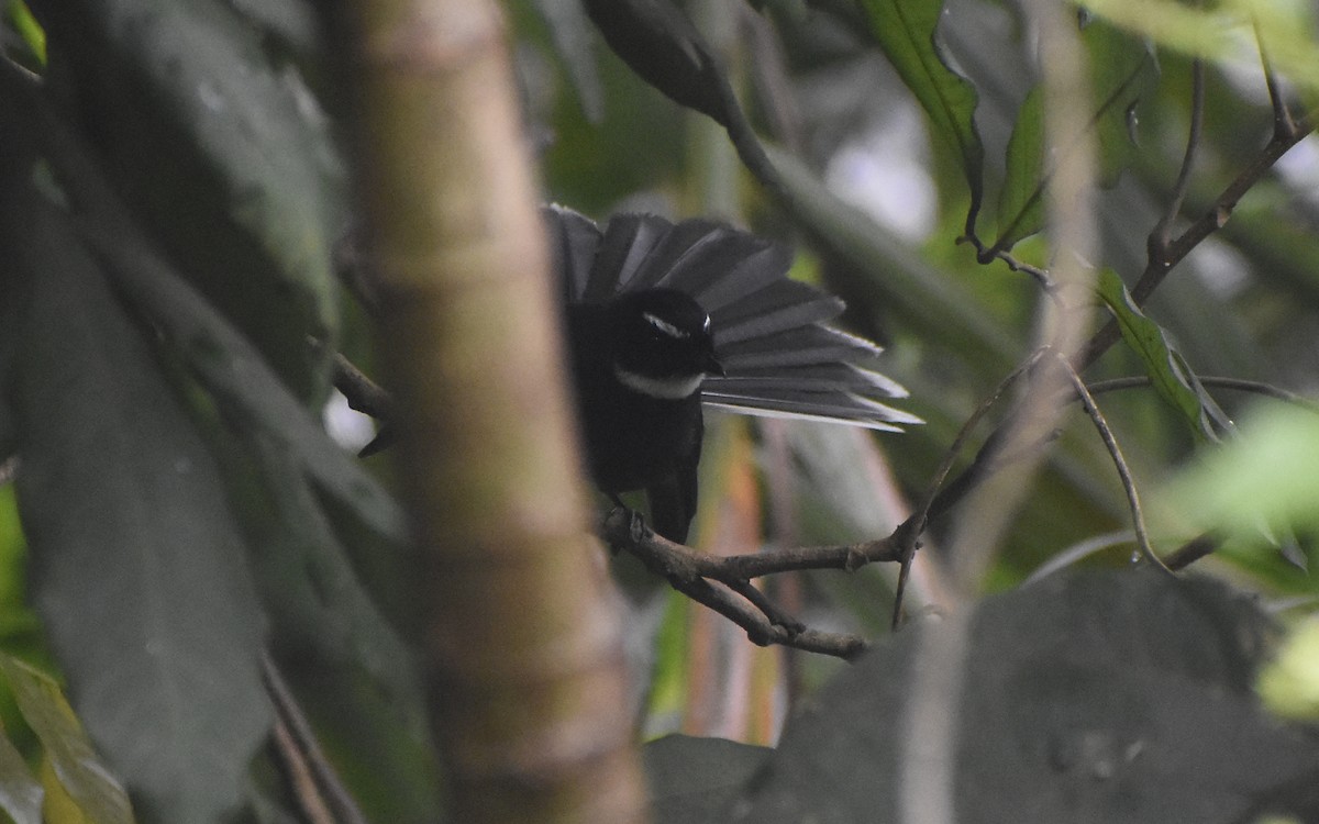 White-throated Fantail - ML419480201