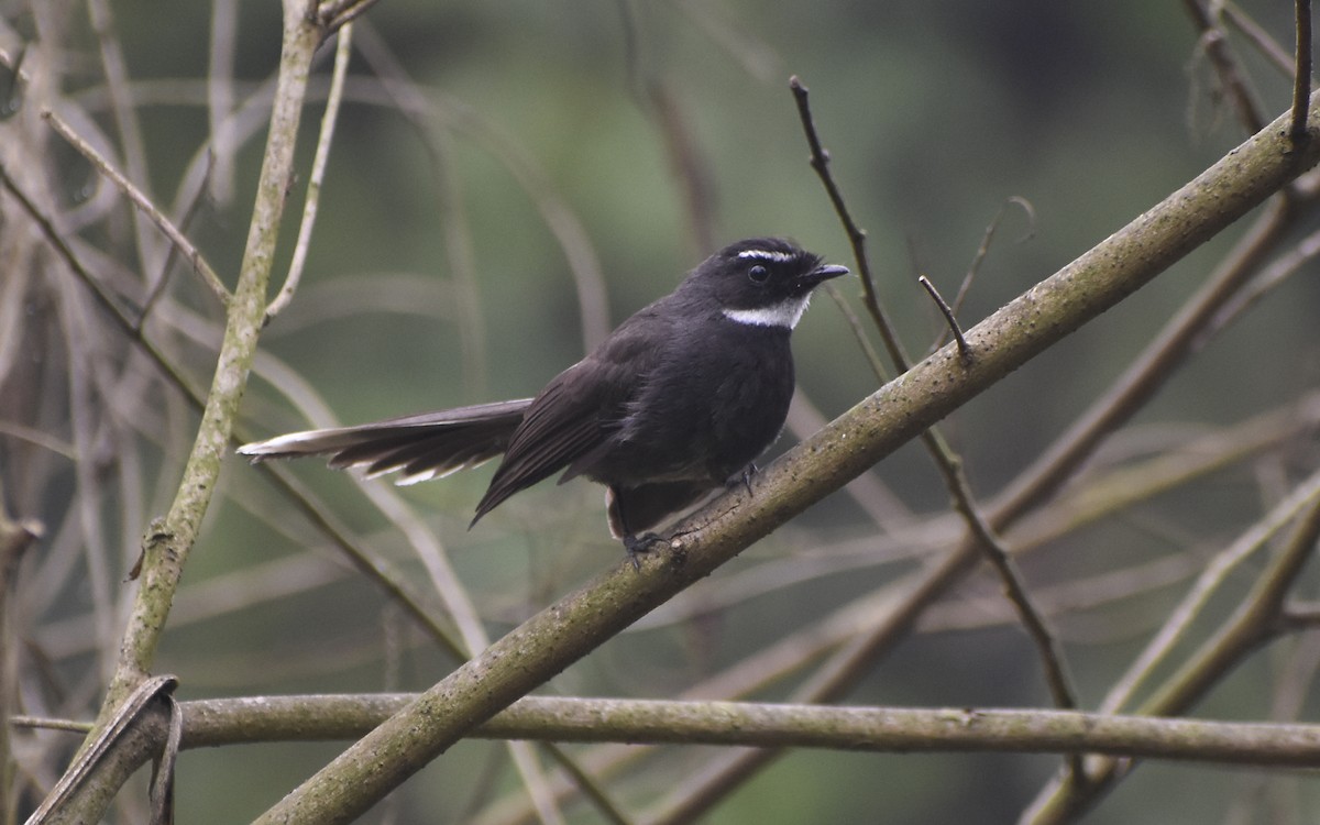 White-throated Fantail - ML419480231