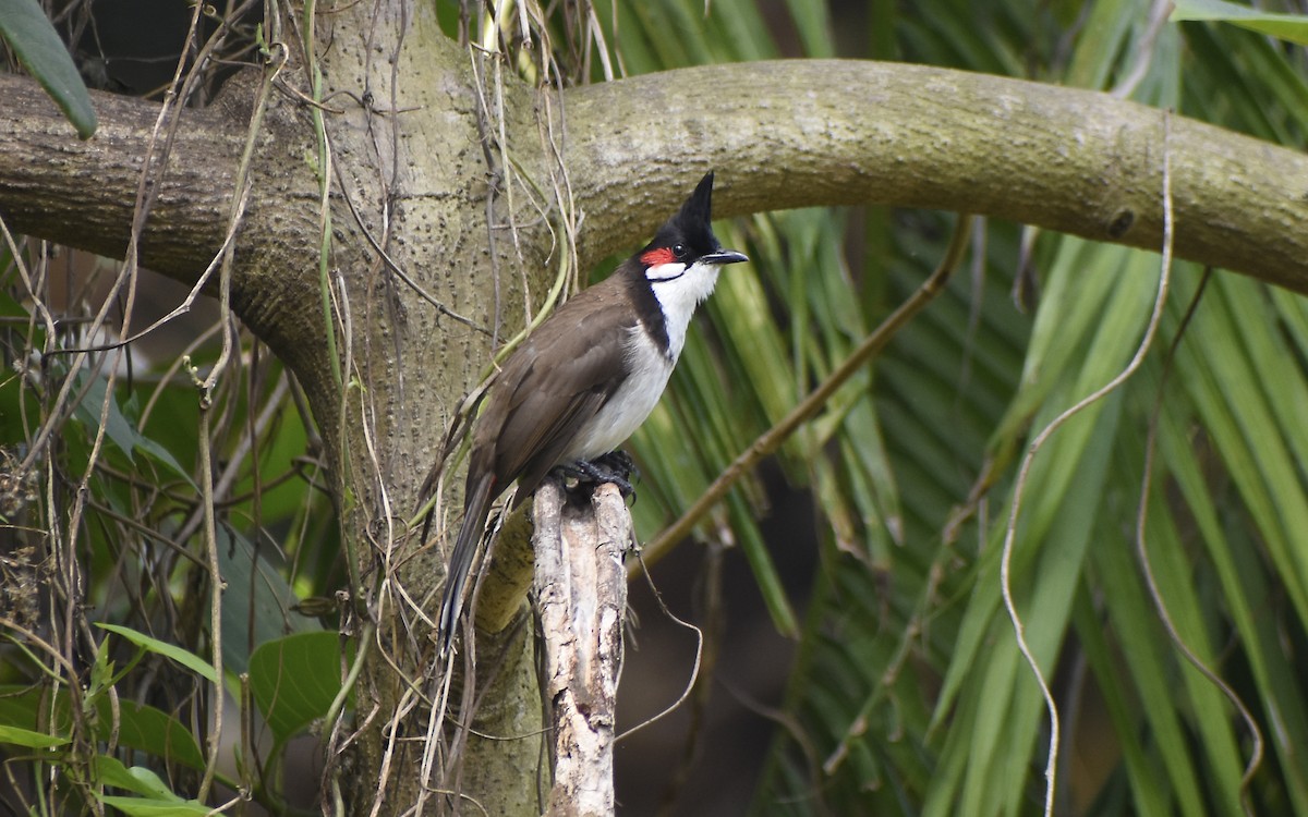 Red-whiskered Bulbul - Sandeep Biswas