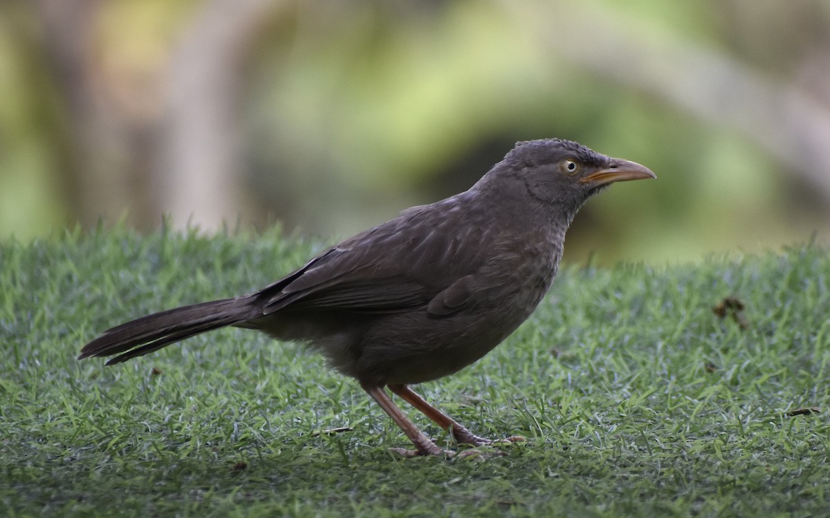 Jungle Babbler - ML419480401