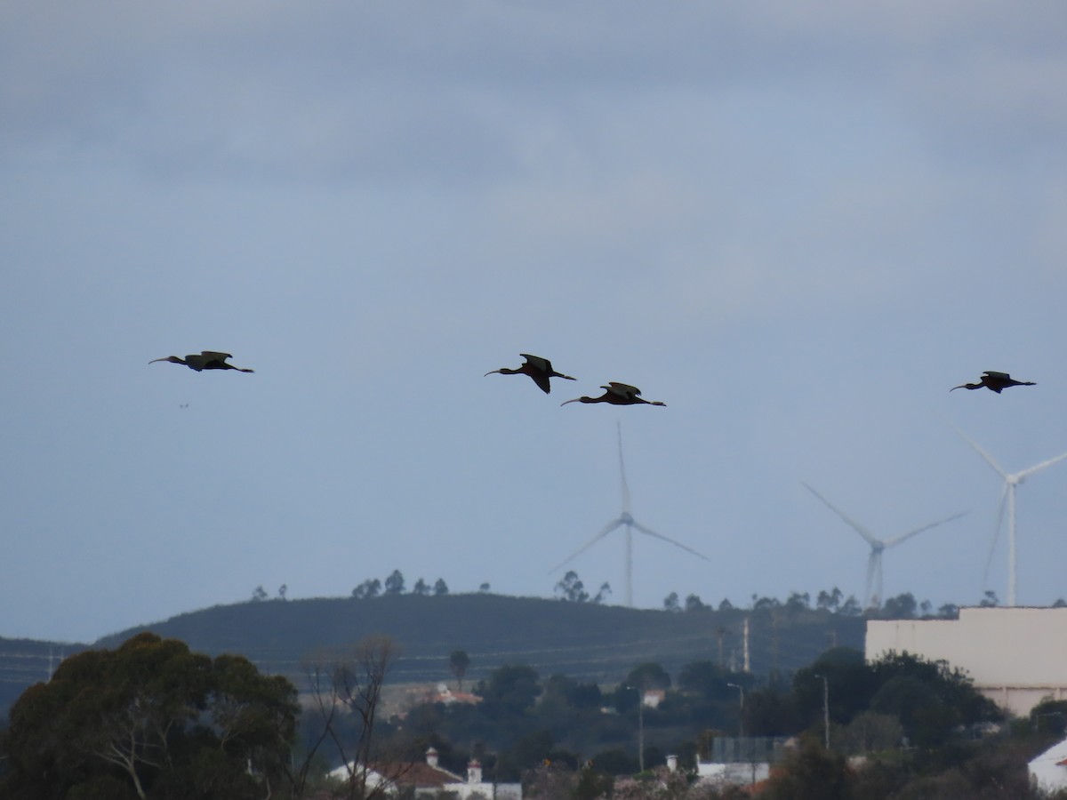 Glossy Ibis - ML419481941