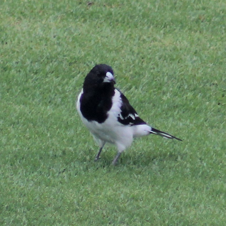 Pied Butcherbird - ML419482151