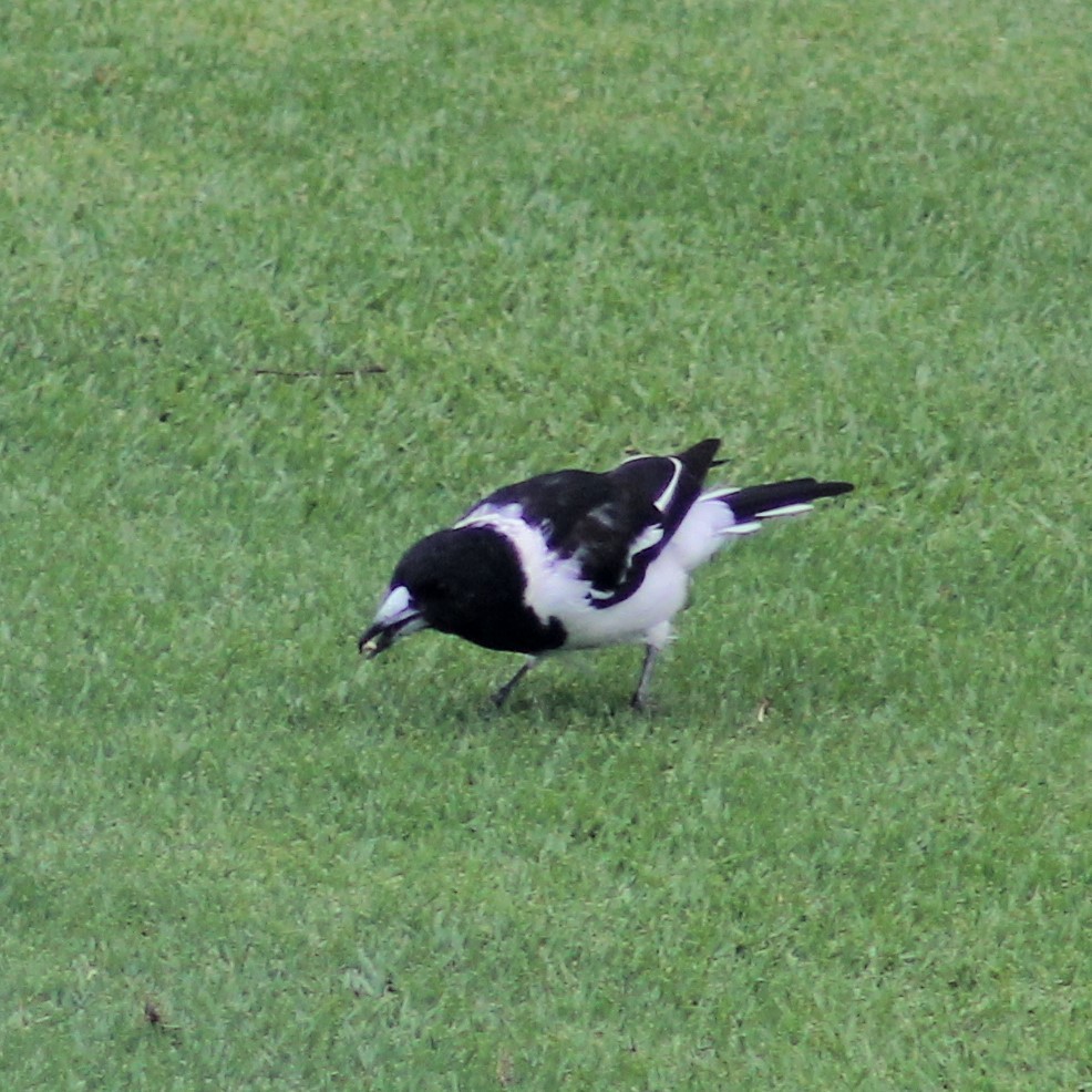 Pied Butcherbird - ML419482161