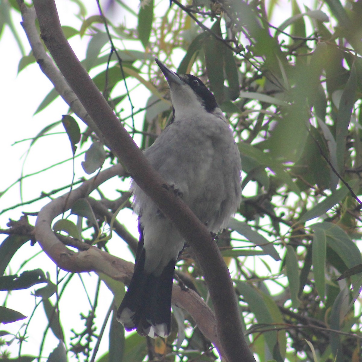 Gray Butcherbird - ML419482991