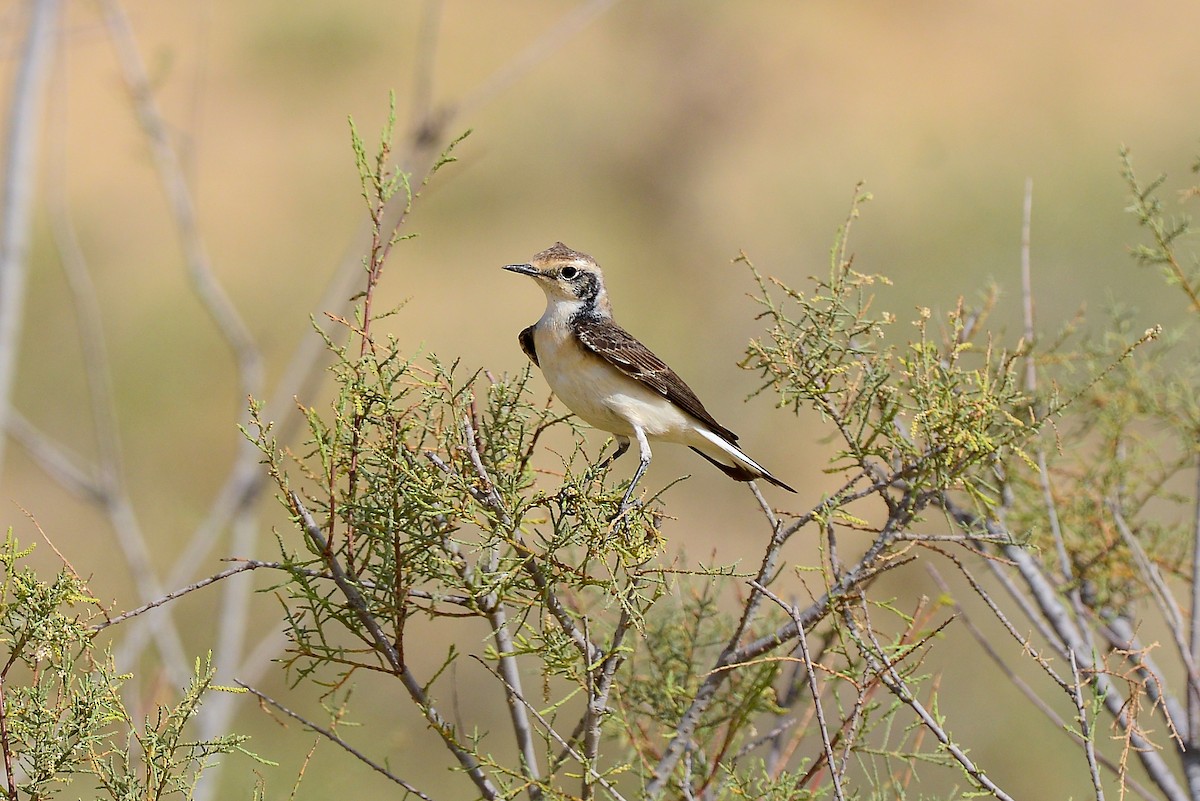 Мяраан чогчиго - ML419483351