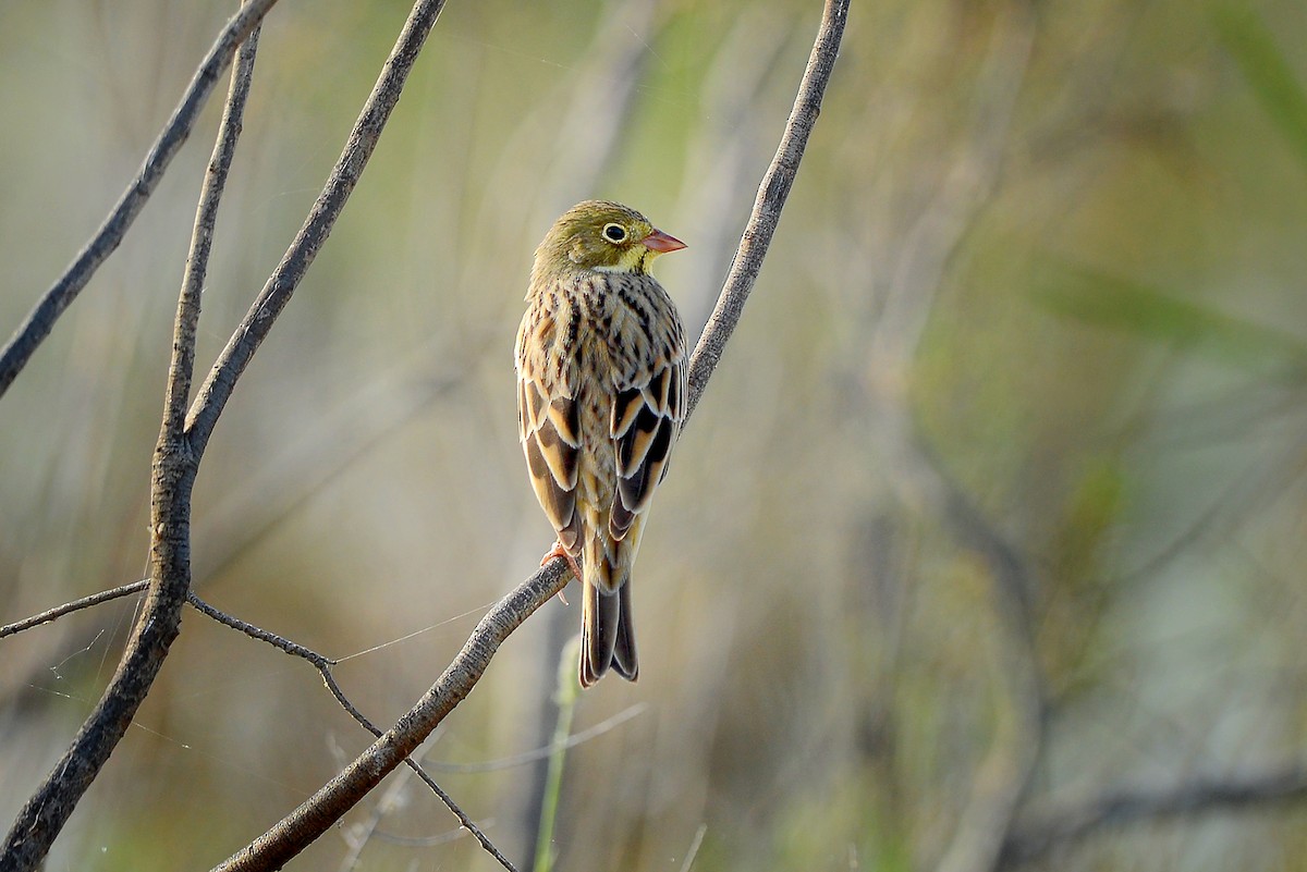 Ortolan Bunting - ML419483371