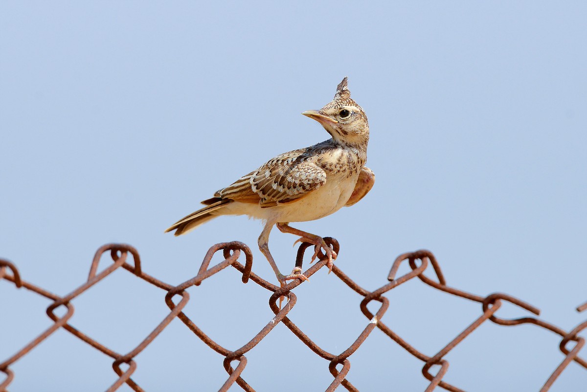 Crested Lark - ML419483561