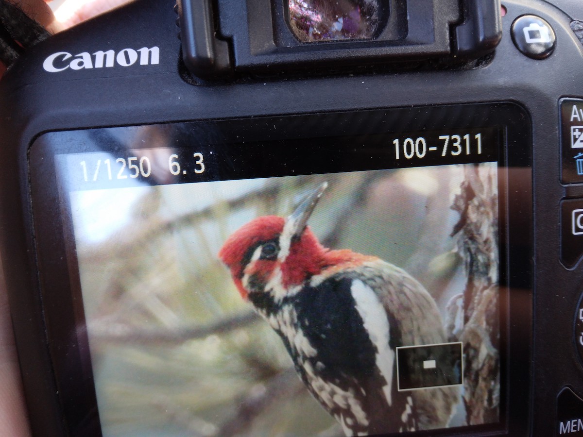 Red-naped x Red-breasted Sapsucker (hybrid) - ML419483601