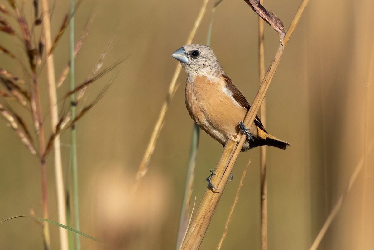 Yellow-rumped Munia - David Ongley