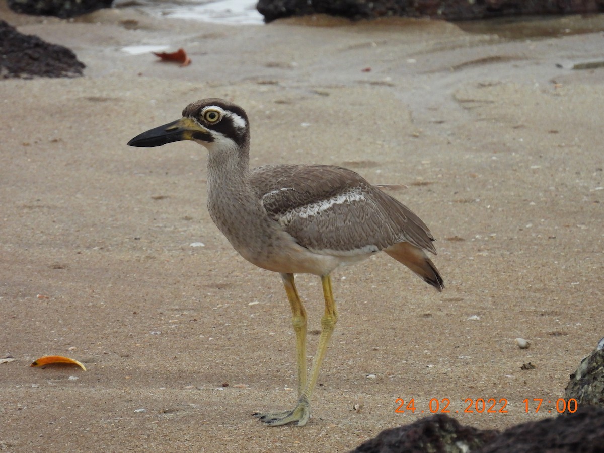 Beach Thick-knee - ML419483861