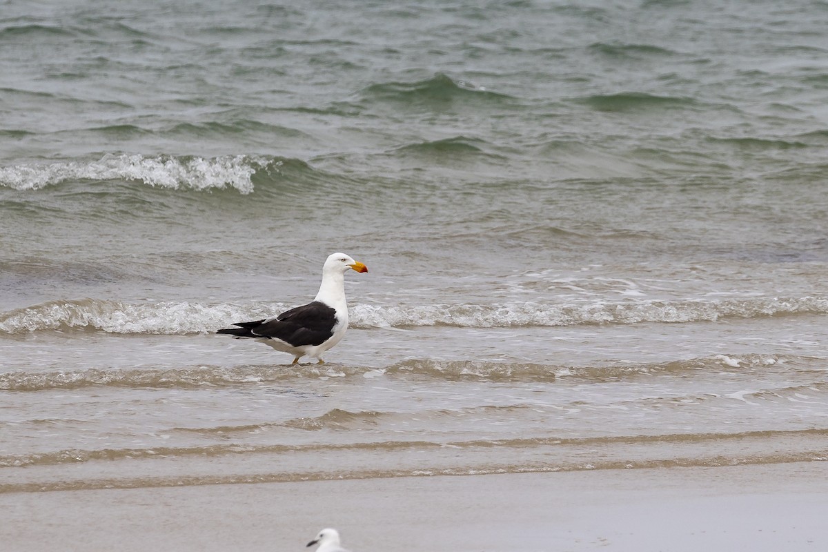 Pacific Gull - ML419484371