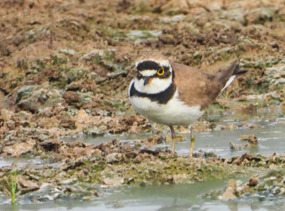 Little Ringed Plover - ML419484901