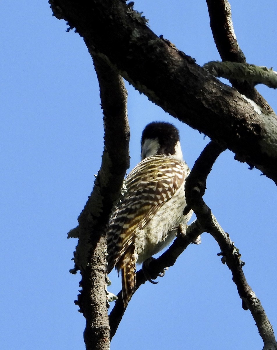 Cardinal Woodpecker - Gary Brent