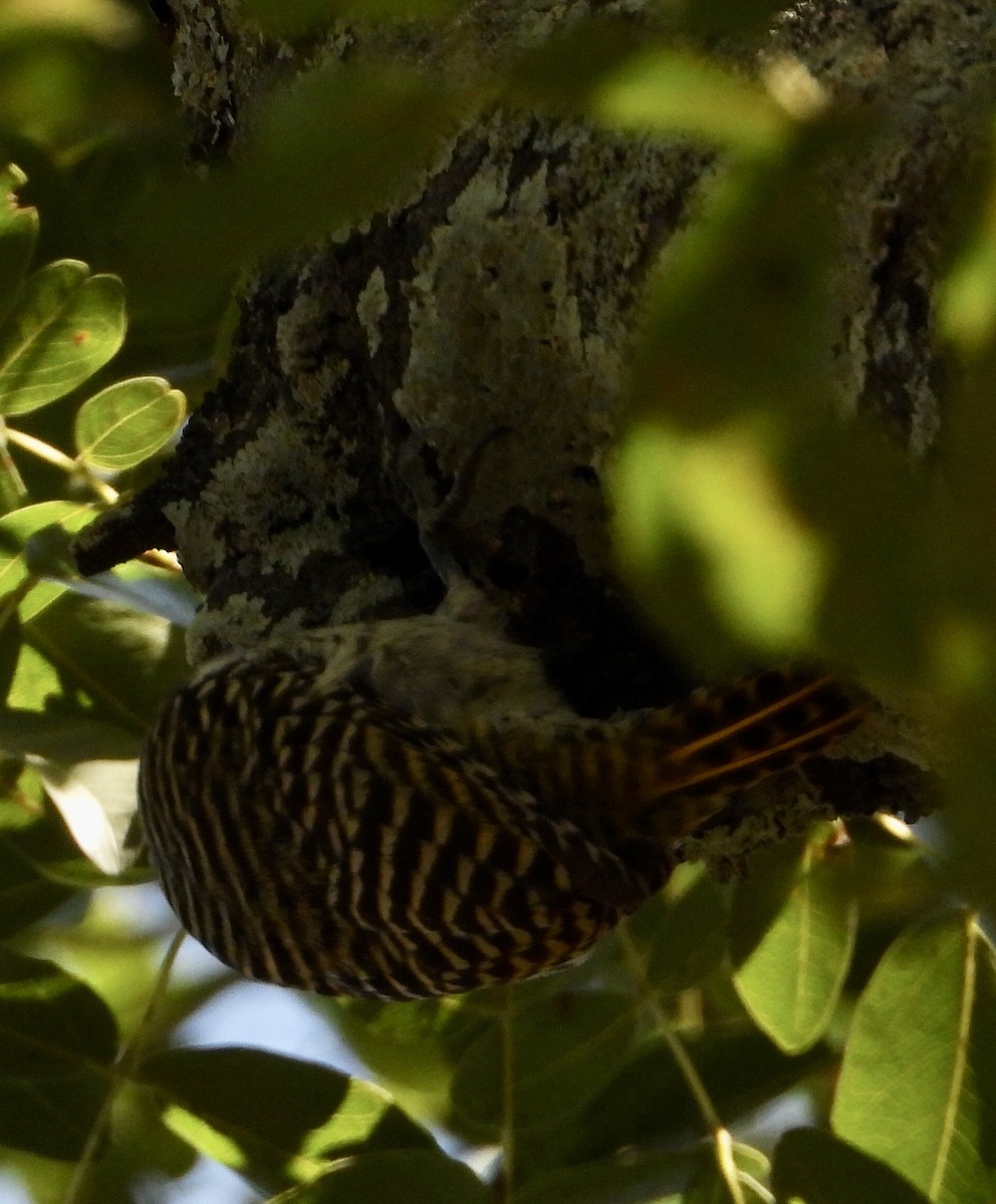 Cardinal Woodpecker - ML419485251