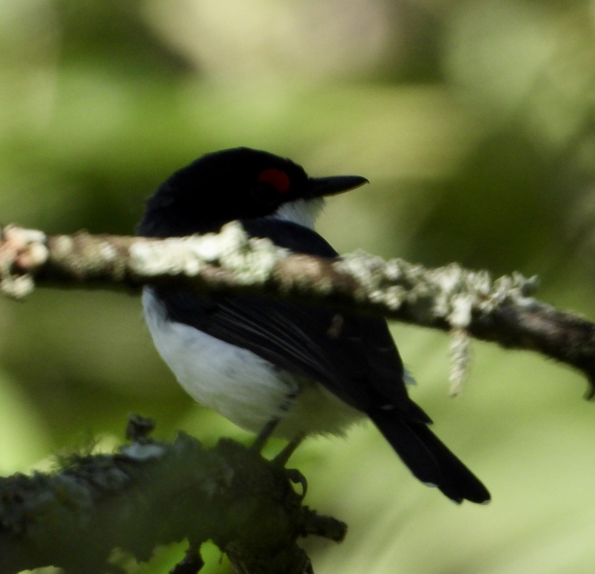 Black-throated Wattle-eye - ML419485301