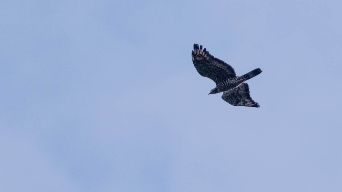 Oriental Honey-buzzard - ML419485431