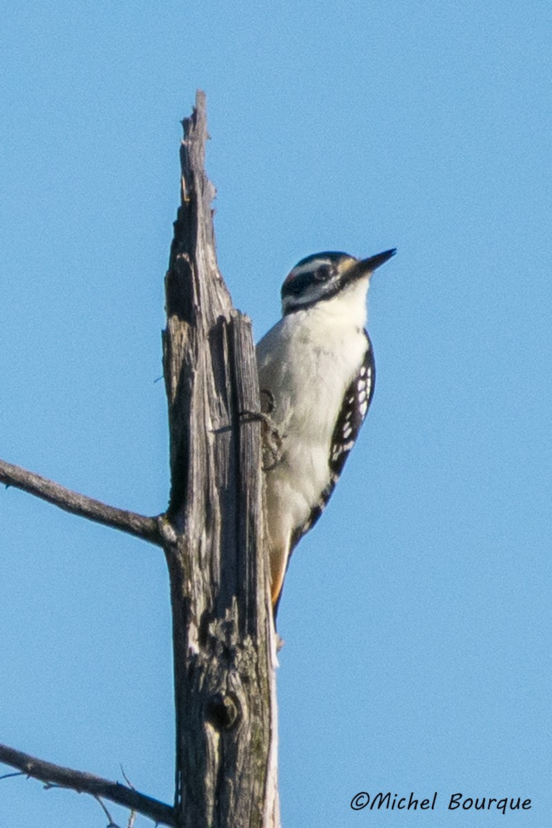 Hairy Woodpecker - ML41948551